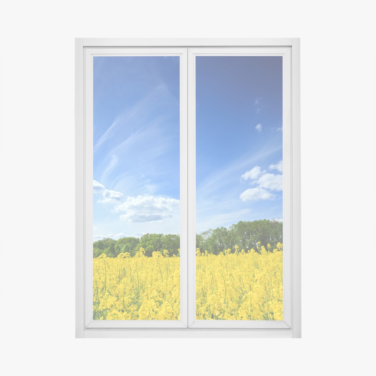 Window decal Polish rapeseed field under blue sky