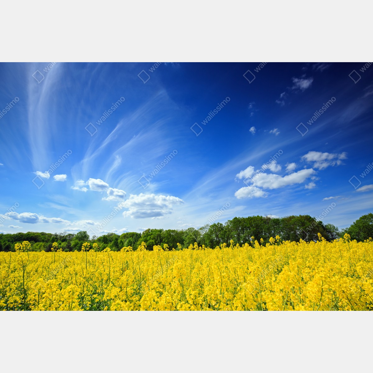 Naklejka na okno Polskie pole rzepaku pod błękitnym niebem – Wallissimo® Naklejka na okno Polskie pole rzepaku pod błękitnym niebem – Wallissimo®