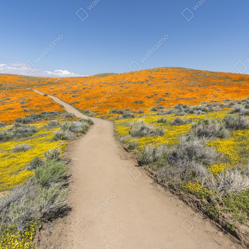 Naklejka na okno ścieżka przez makowy super bloom w Południowej Kalifornii – Wallissimo® Naklejka na okno ścieżka przez makowy super bloom w Południowej Kalifornii – Wallissimo®