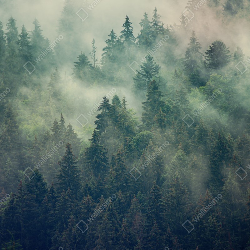 Naklejka na okno mglisty wieczniezielony las – Wallissimo® Naklejka na okno mglisty wieczniezielony las – Wallissimo®