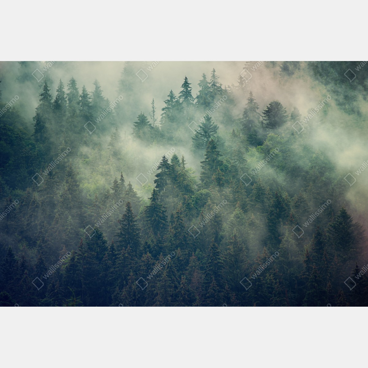 Naklejka na okno mglisty wieczniezielony las – Wallissimo® Naklejka na okno mglisty wieczniezielony las – Wallissimo®