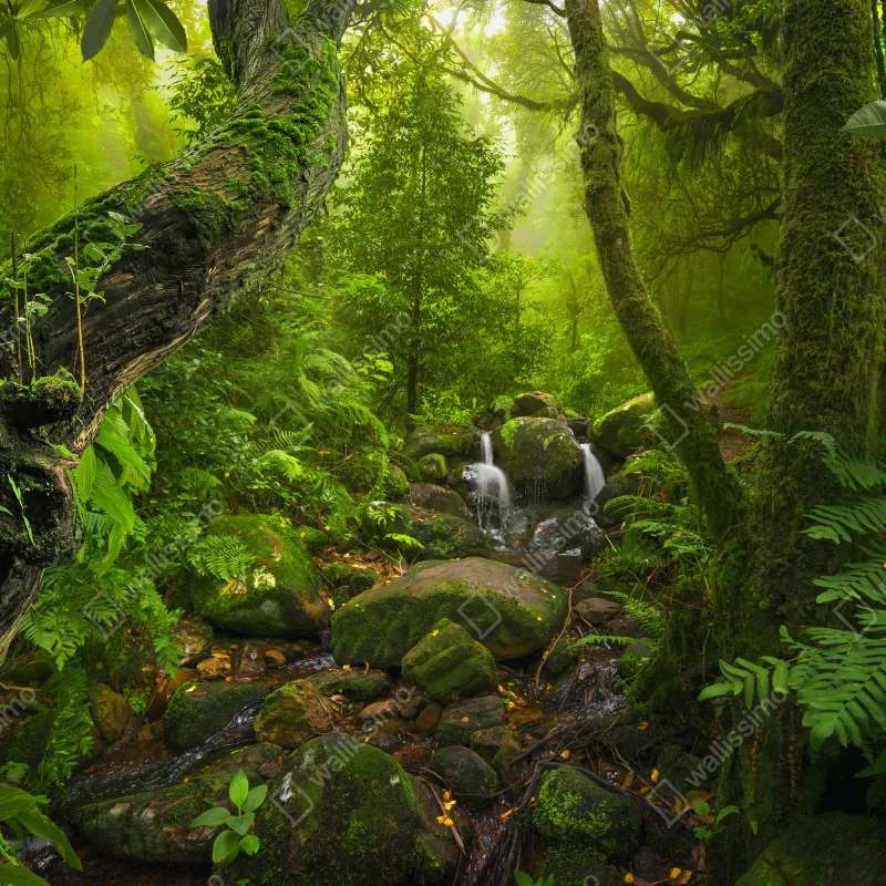 Naklejka na okno bujny zielony las z potokiem – Wallissimo® Naklejka na okno bujny zielony las z potokiem – Wallissimo®