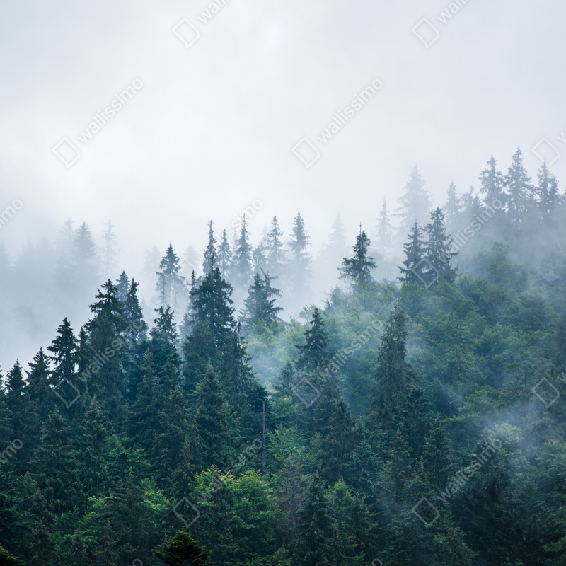 Naklejka na okno mglisty las iglasty – Wallissimo® Naklejka na okno mglisty las iglasty – Wallissimo®