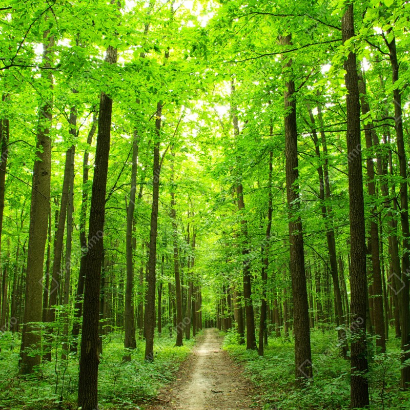 Naklejka na okno spokojna leśna ścieżka – Wallissimo® Naklejka na okno spokojna leśna ścieżka – Wallissimo®