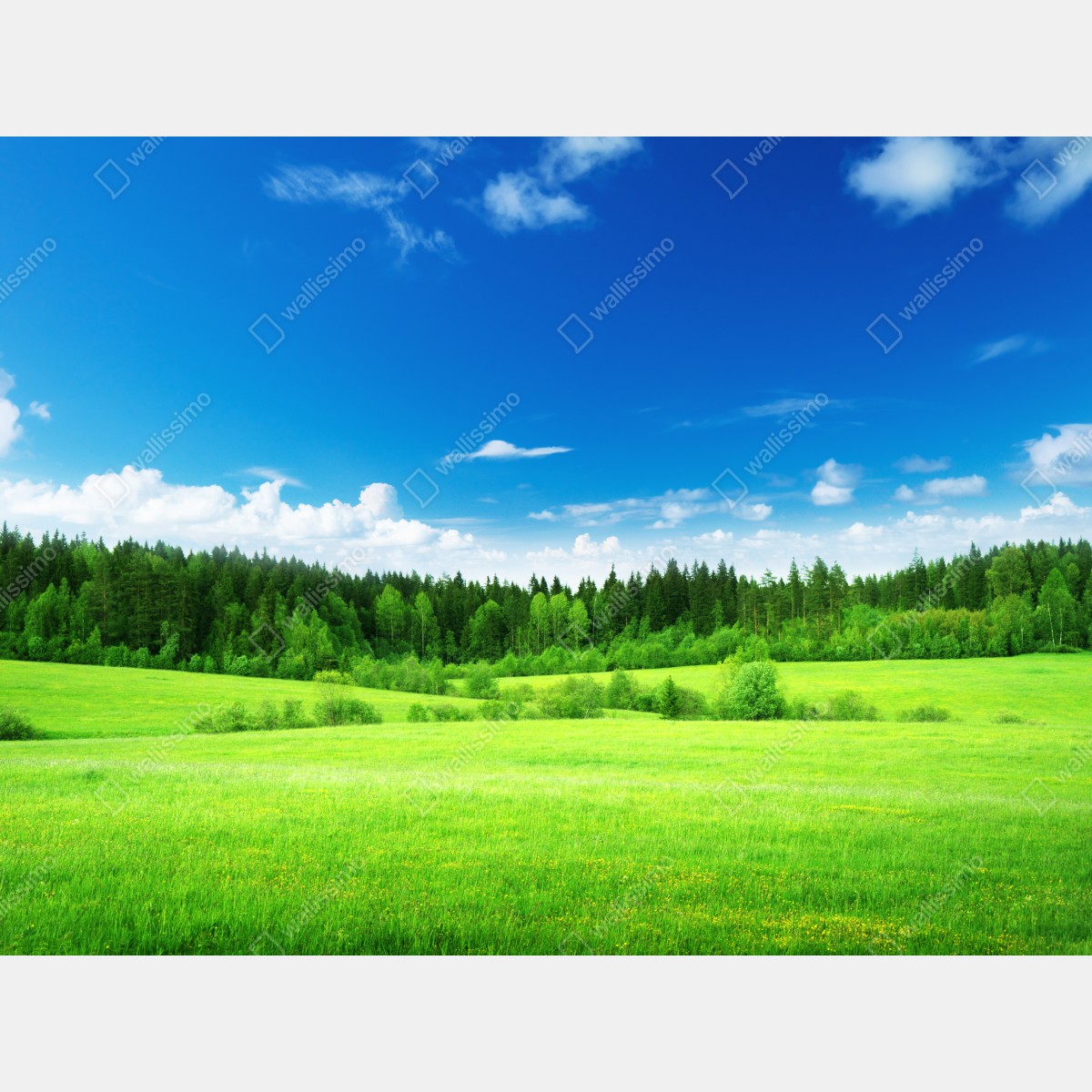 Naklejka na lodówkę wiosenna łąka pod błękitnym niebem – Wallissimo® Naklejka na lodówkę wiosenna łąka pod błękitnym niebem – Wallissimo®