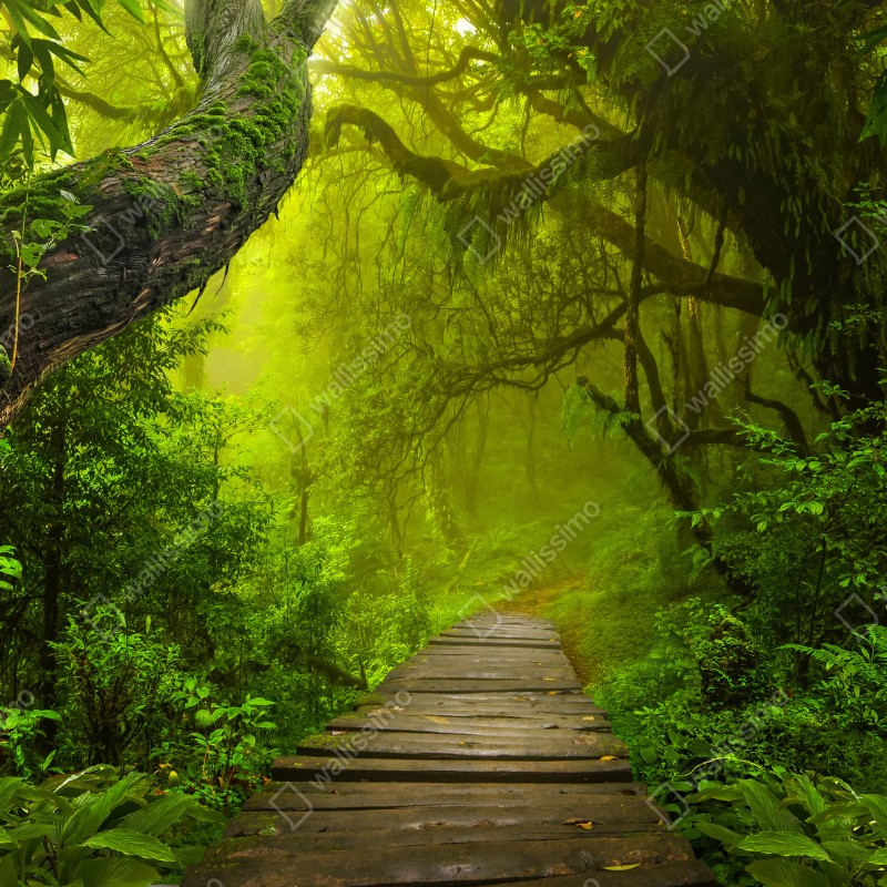 Naklejka na lodówkę mistyczna zielona ścieżka w lesie – Wallissimo® Naklejka na lodówkę mistyczna zielona ścieżka w lesie – Wallissimo®