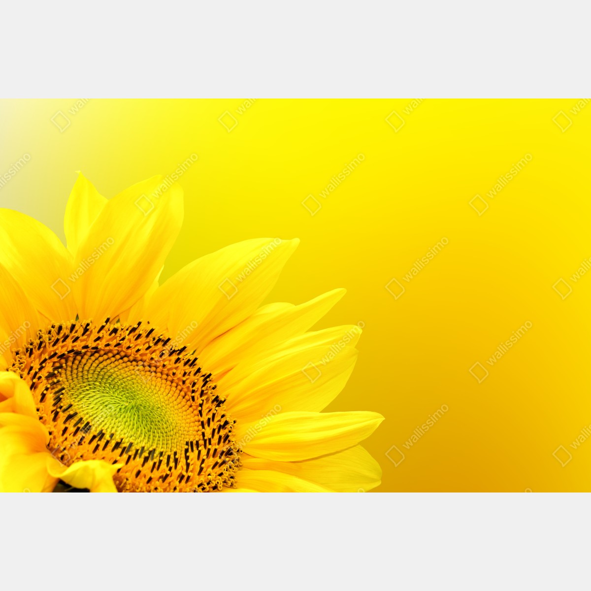 Naklejka na lodówkę żywy słonecznik z bliska na żółtym tle – Wallissimo® Naklejka na lodówkę żywy słonecznik z bliska na żółtym tle – Wallissimo®