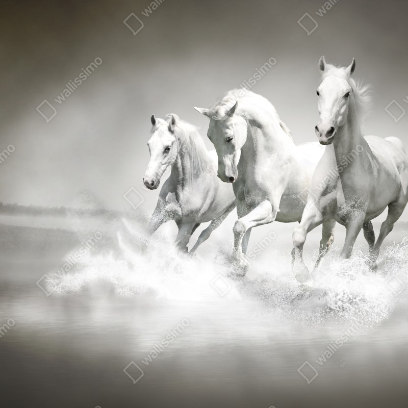 Naklejka na lodówkę trzy białe konie galopujące przez wodę – Wallissimo® Naklejka na lodówkę trzy białe konie galopujące przez wodę – Wallissimo®