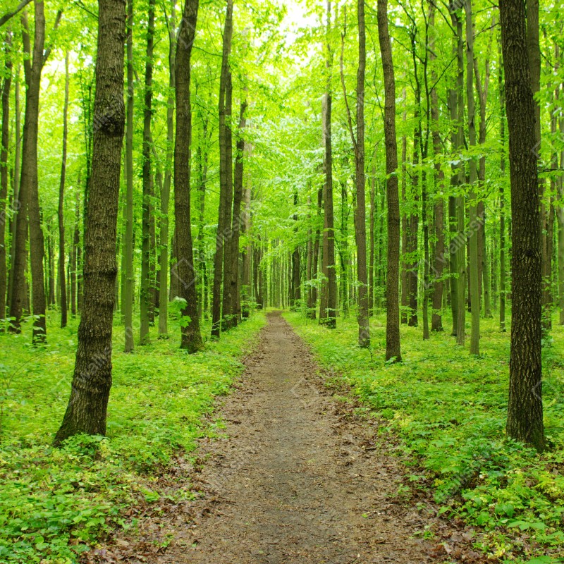 Naklejka na lodówkę spokojna zielona ścieżka w lesie – Wallissimo® Naklejka na lodówkę spokojna zielona ścieżka w lesie – Wallissimo®