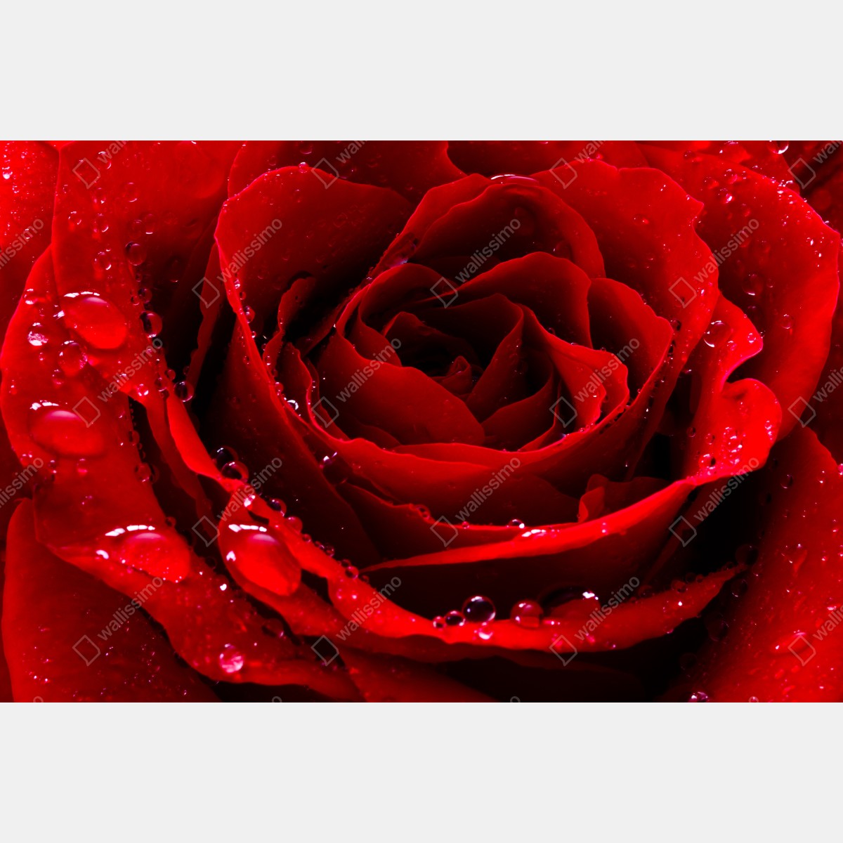 Naklejka na lodówkę żywa czerwona róża - zbliżenie – Wallissimo® Naklejka na lodówkę żywa czerwona róża - zbliżenie – Wallissimo®