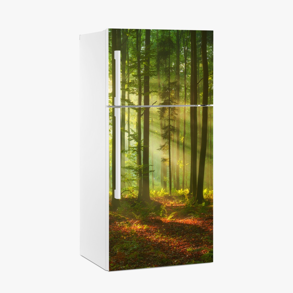 Fridge sticker morning light in a green forest