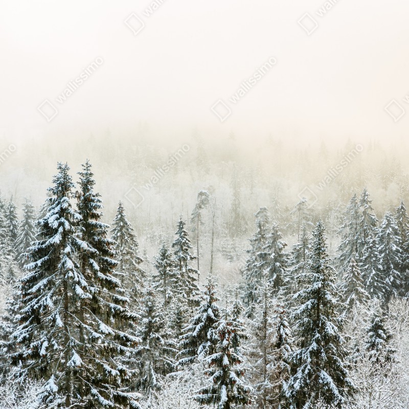 Naklejka na lodówkę zimowy las w delikatnej mgle – Wallissimo® Naklejka na lodówkę zimowy las w delikatnej mgle – Wallissimo®