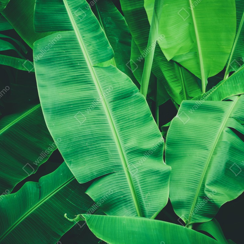 Naklejka na lodówkę tropikalne liście bananowca – Wallissimo® Naklejka na lodówkę tropikalne liście bananowca – Wallissimo®