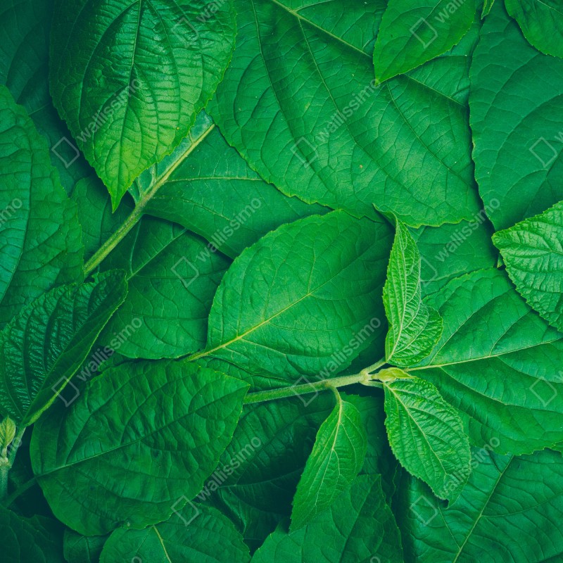 Naklejka na lodówkę soczyste zielone liście – Wallissimo® Naklejka na lodówkę soczyste zielone liście – Wallissimo®