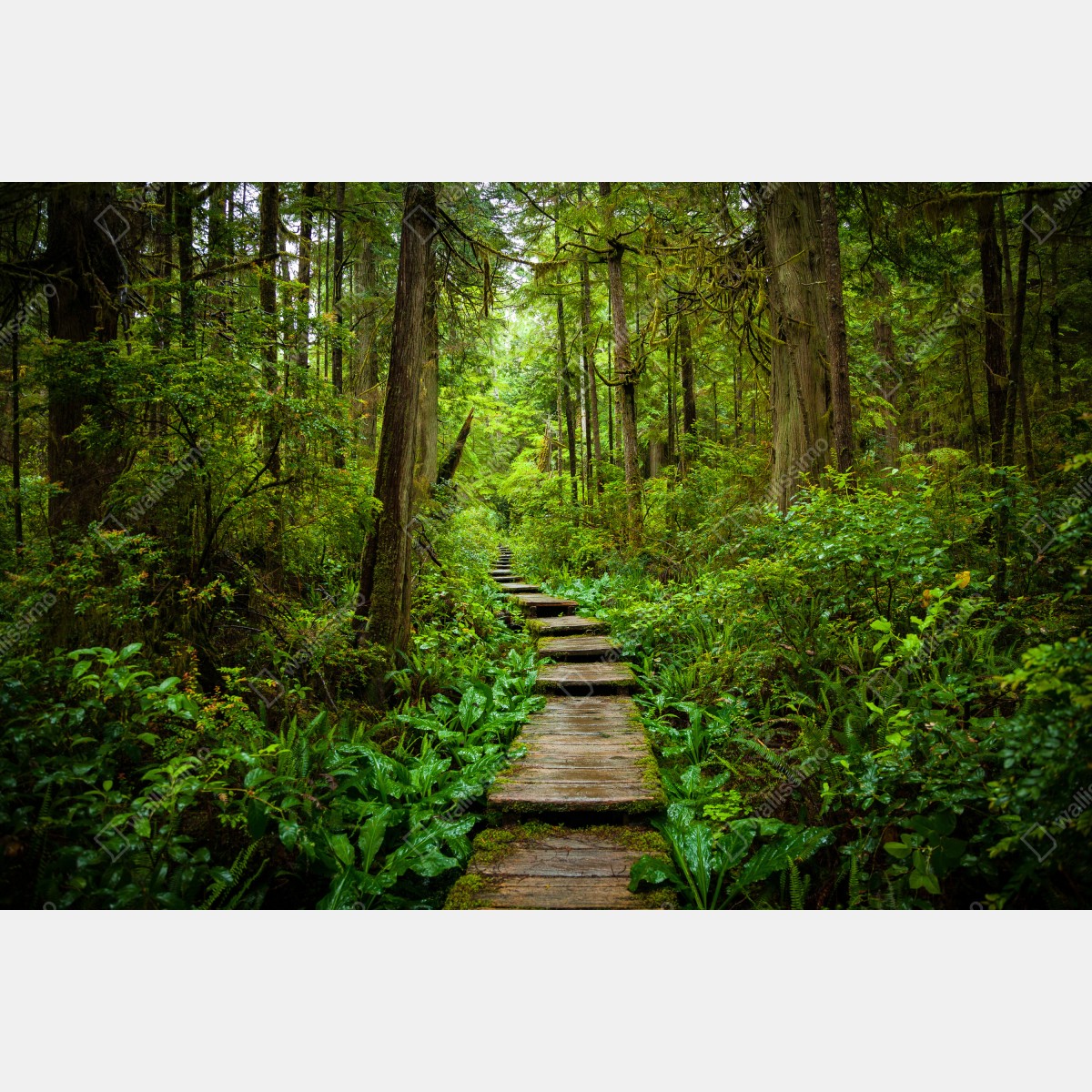 Naklejka na lodówkę spokojna leśna kładka – Wallissimo® Naklejka na lodówkę spokojna leśna kładka – Wallissimo®