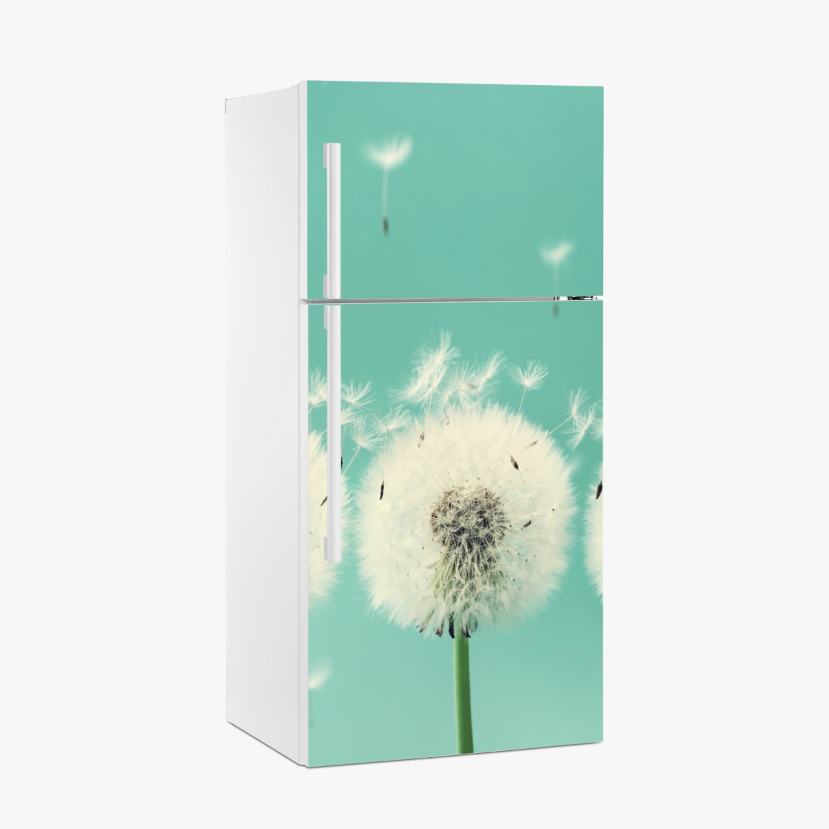 Fridge sticker three dandelion puffballs on turquoise background