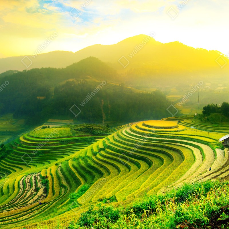 Naklejka na lodówkę złote tarasy ryżowe o wschodzie słońca – Wallissimo® Naklejka na lodówkę złote tarasy ryżowe o wschodzie słońca – Wallissimo®