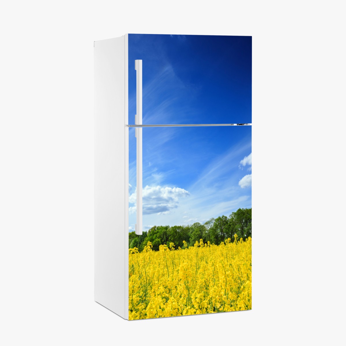 Fridge sticker Polish rapeseed field under blue sky