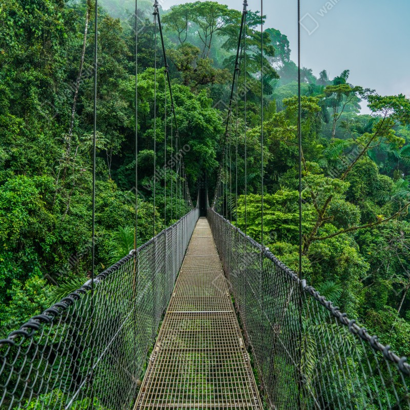 Naklejka na lodówkę wiszący most w bujnej dżungli – Wallissimo® Naklejka na lodówkę wiszący most w bujnej dżungli – Wallissimo®
