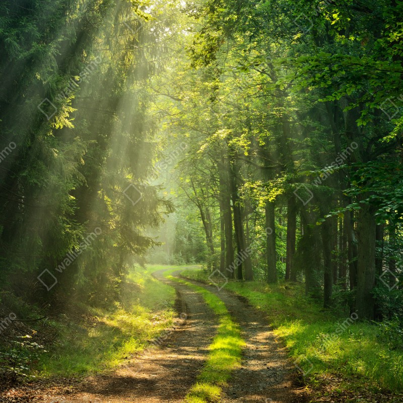 Naklejka na lodówkę słoneczna ścieżka w lesie – Wallissimo® Naklejka na lodówkę słoneczna ścieżka w lesie – Wallissimo®