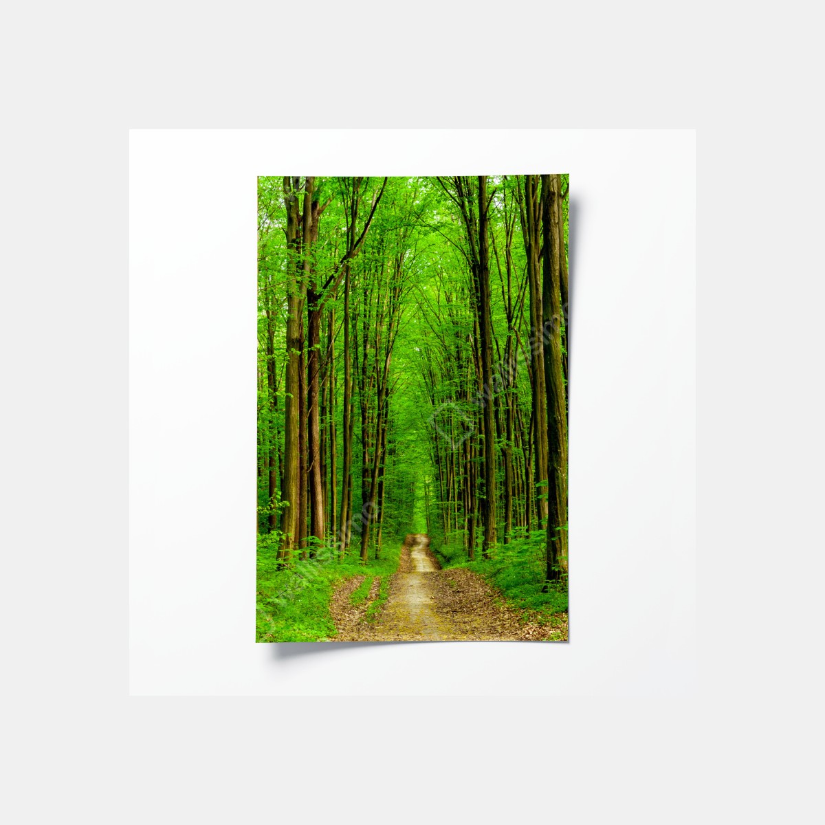 Poster green forest pathway in spring