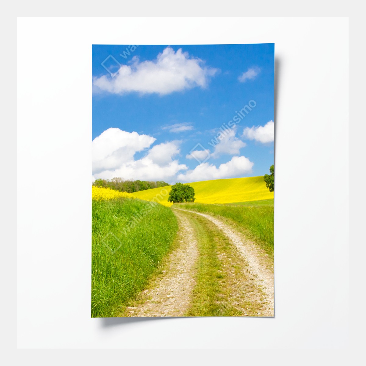 Poster sunny country lane through yellow fields