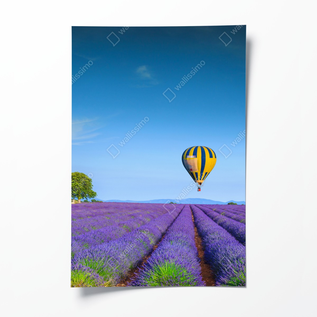 Poster lavender fields near Valensole with hot air balloons