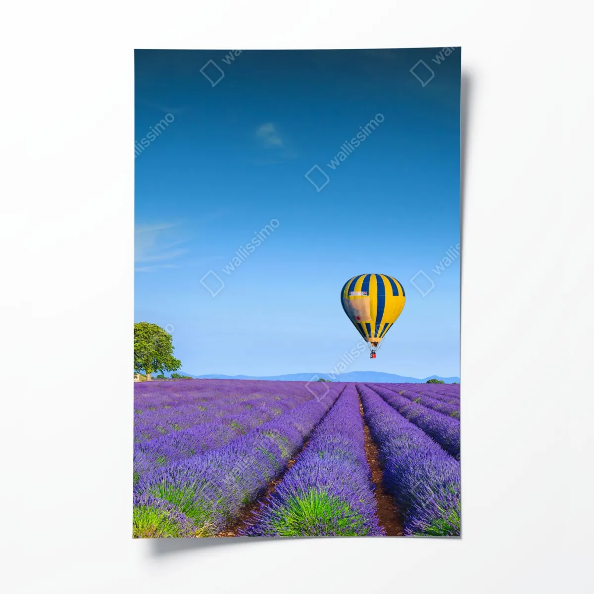 Plakat pola lawendy w Valensole z balonami – Wallissimo® Plakat pola lawendy w Valensole z balonami – Wallissimo®
