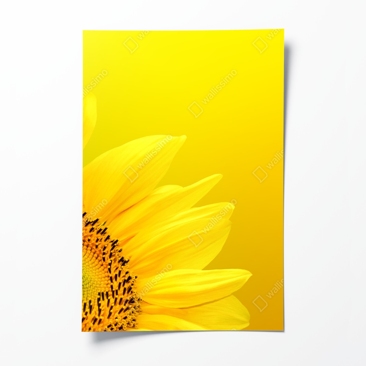 Poster vibrant sunflower close-up on yellow background