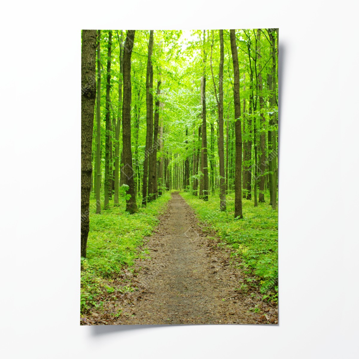 Poster serene green forest path