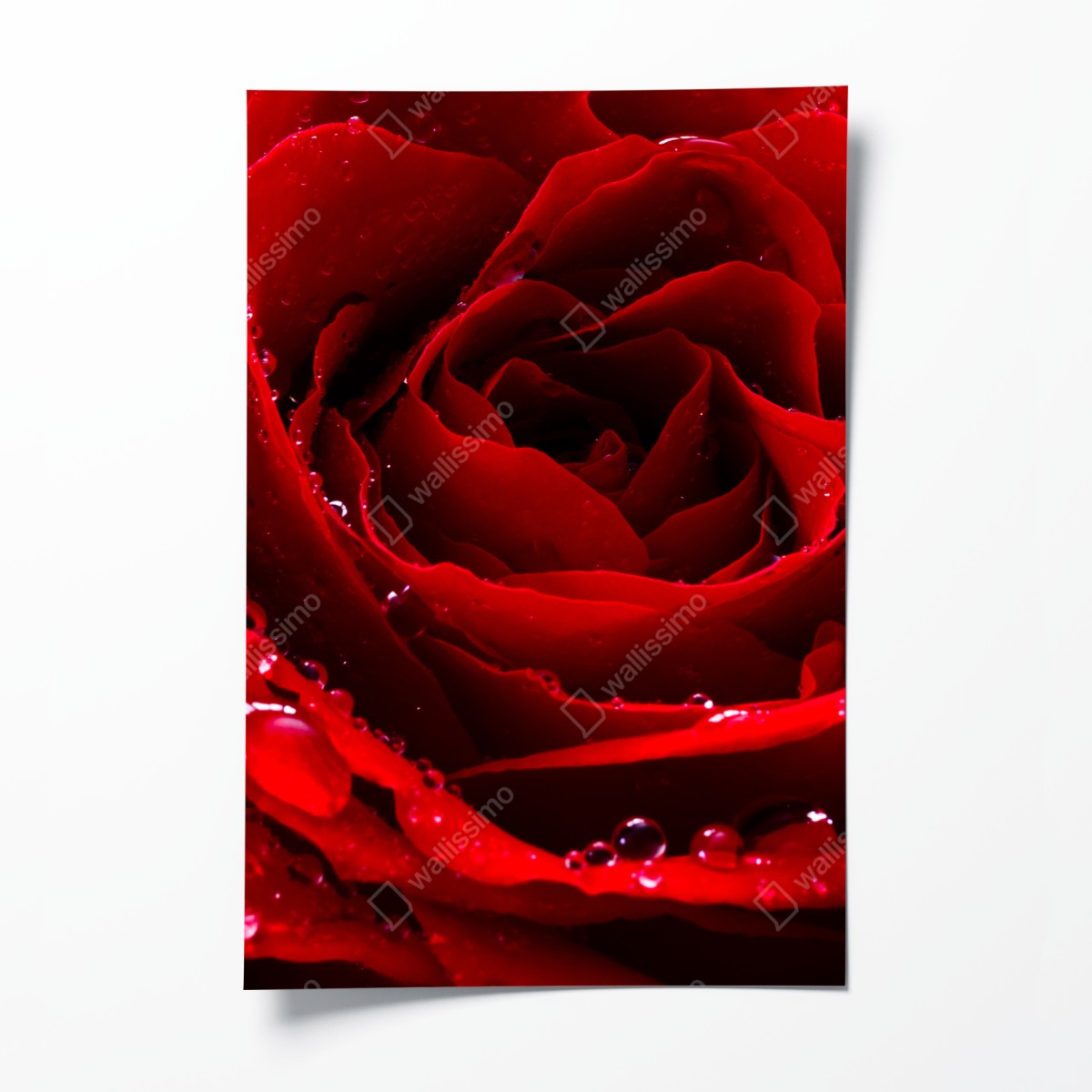 Poster vibrant red rose close-up