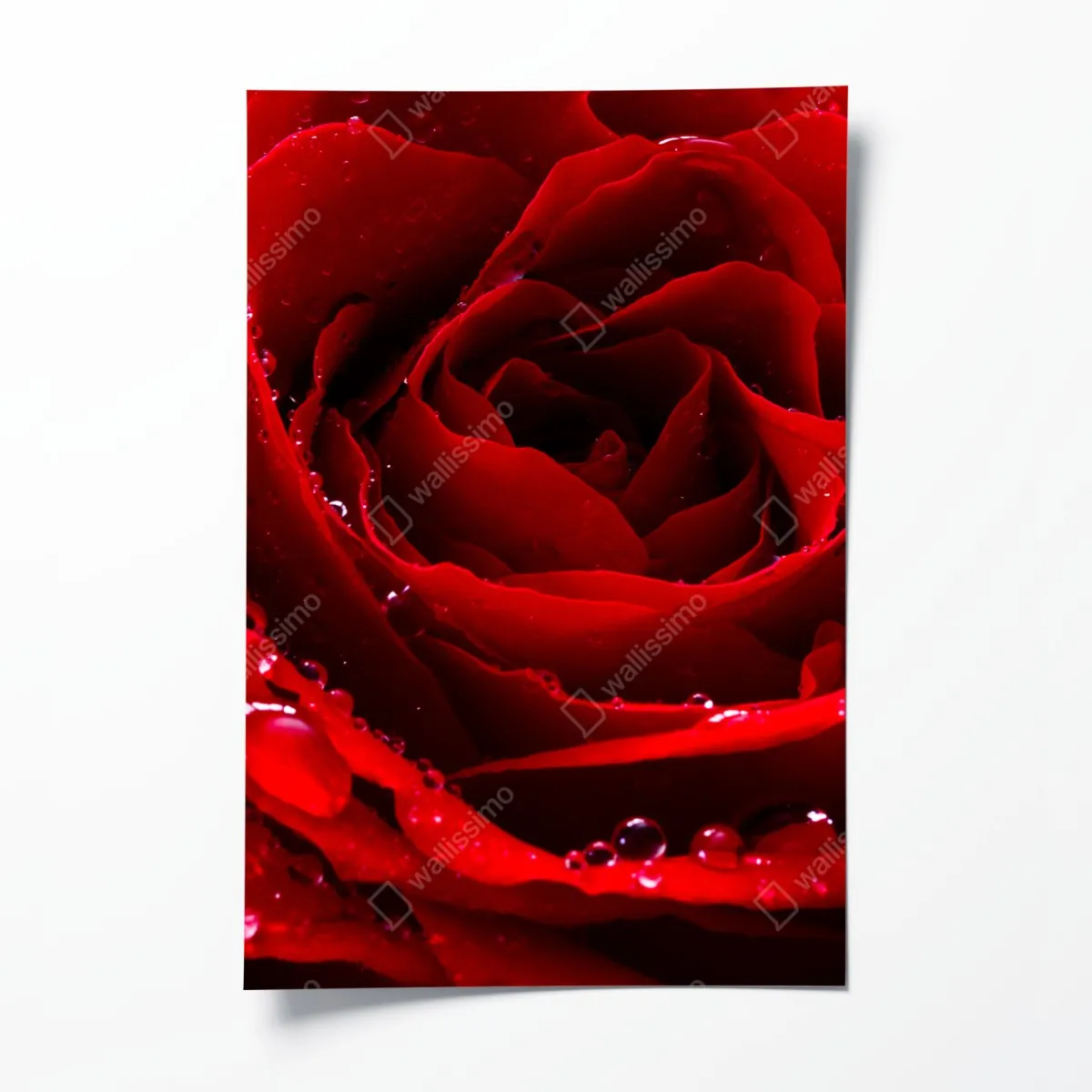 Plakat żywa czerwona róża - zbliżenie – Wallissimo® Plakat żywa czerwona róża - zbliżenie – Wallissimo®