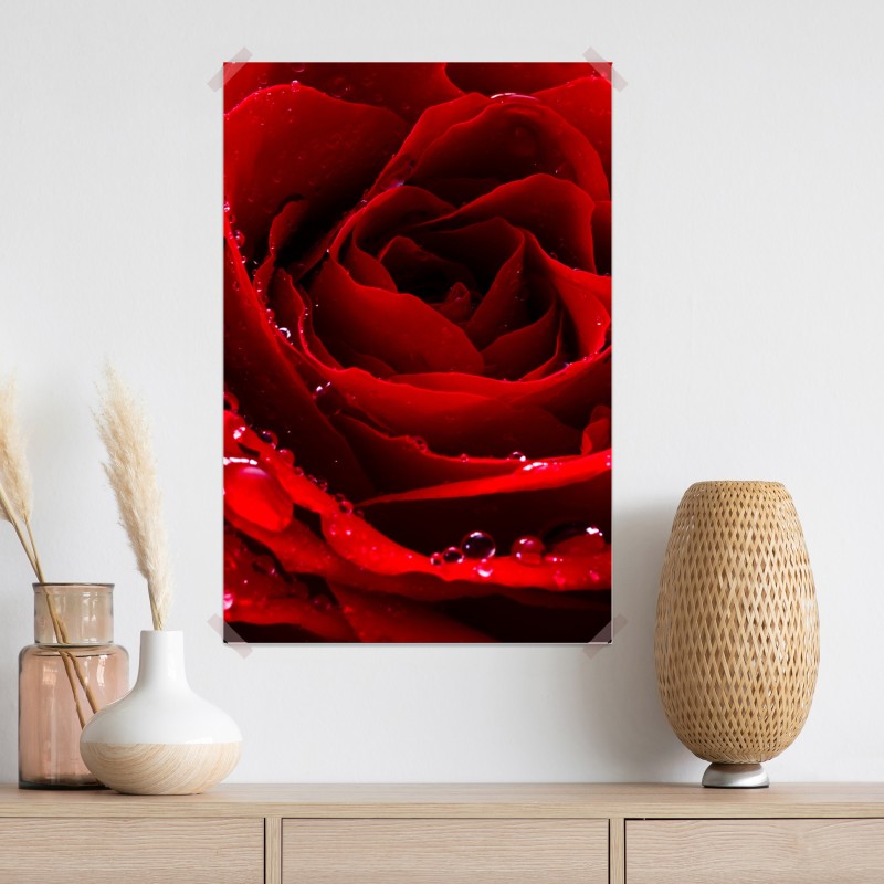 Plakat żywa czerwona róża - zbliżenie – Wallissimo® Plakat żywa czerwona róża - zbliżenie – Wallissimo®