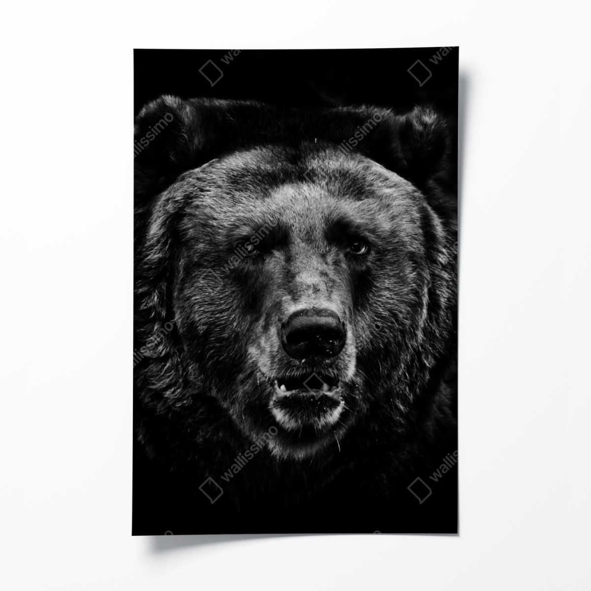 Poster moody grizzly bear portrait
