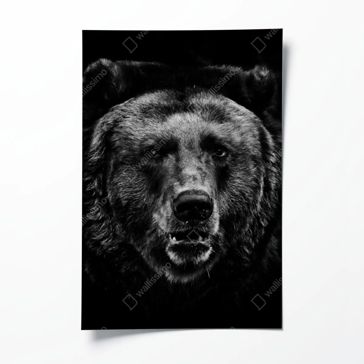 Plakat mroczny portret niedźwiedzia grizzly – Wallissimo® Plakat mroczny portret niedźwiedzia grizzly – Wallissimo®