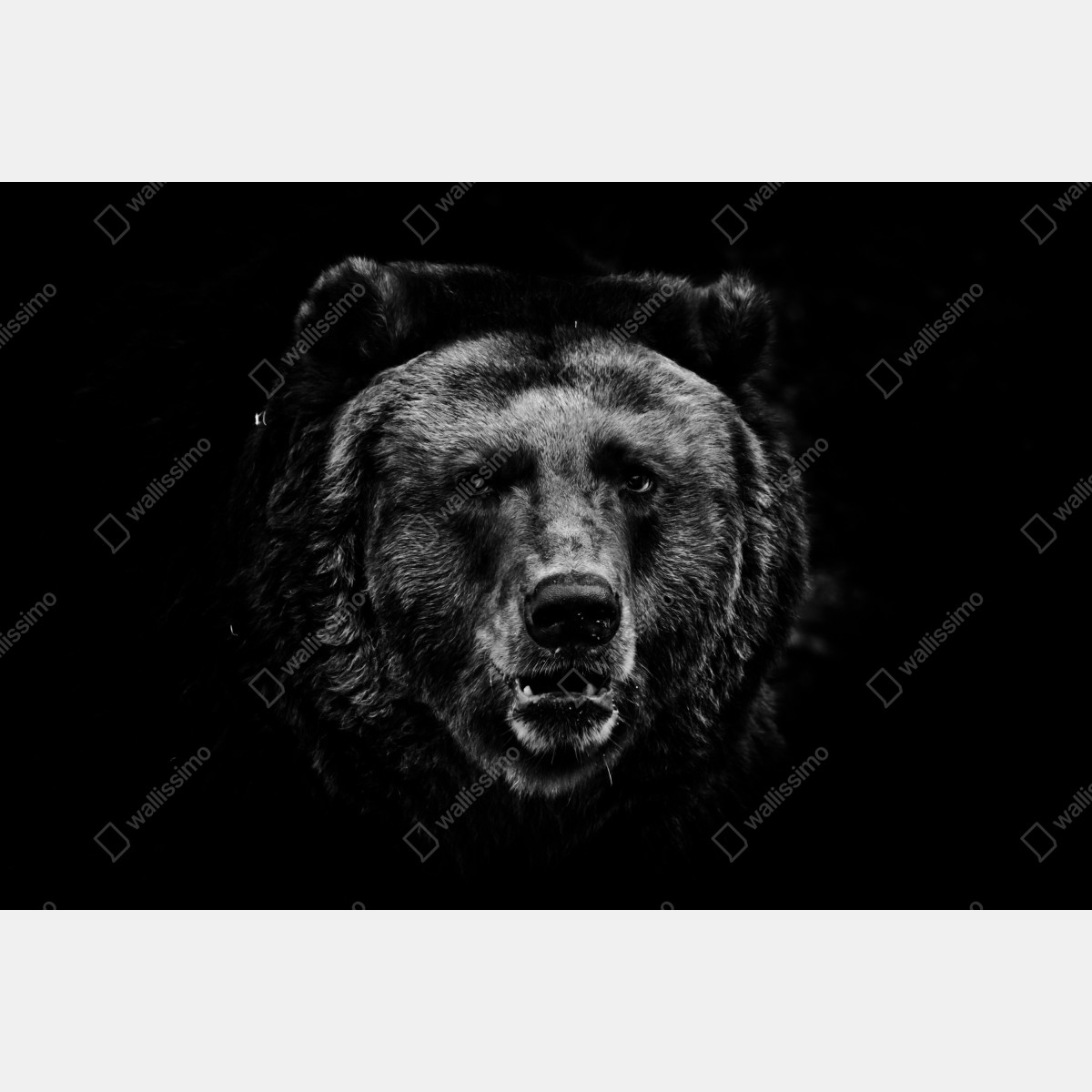 Plakat mroczny portret niedźwiedzia grizzly – Wallissimo® Plakat mroczny portret niedźwiedzia grizzly – Wallissimo®