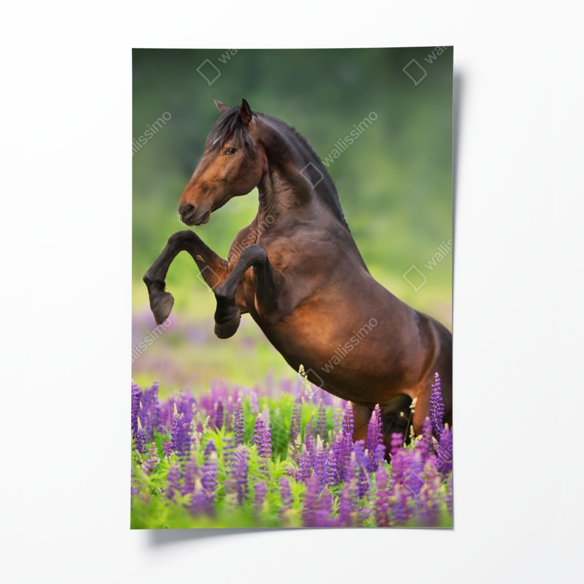 Poster bay stallion rearing in lupin meadow