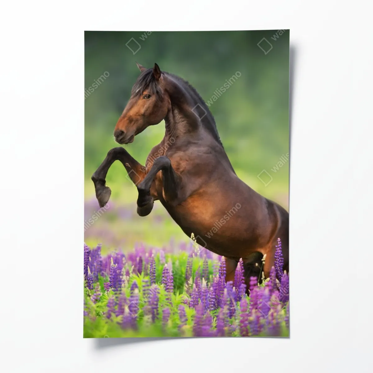 Plakat ogier staje dęba w łubinowej łące – Wallissimo® Plakat ogier staje dęba w łubinowej łące – Wallissimo®