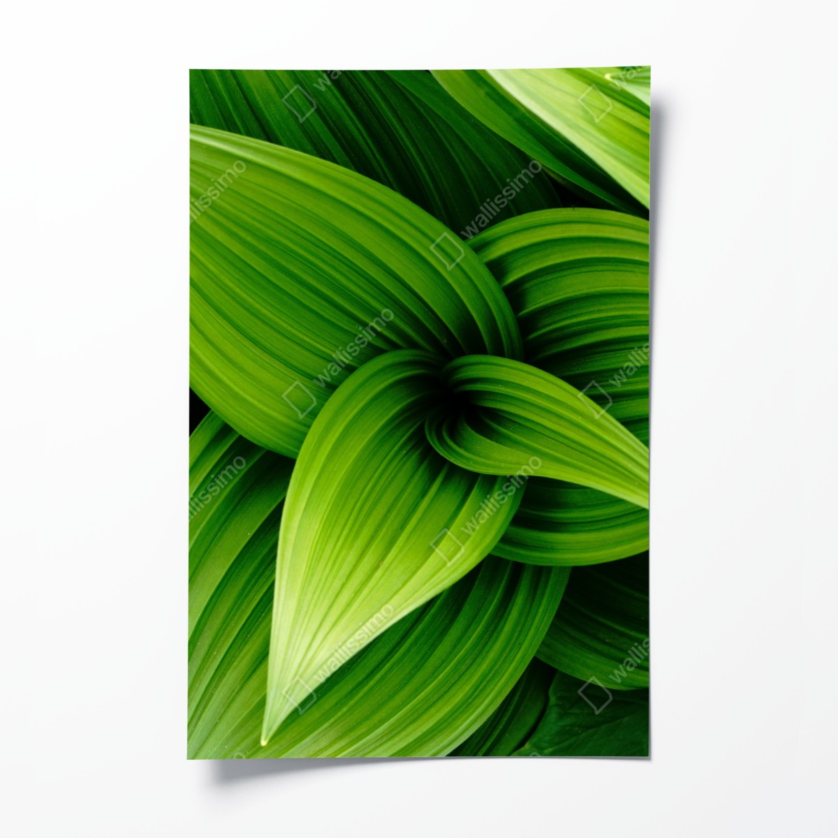 Poster lush green leaves pattern