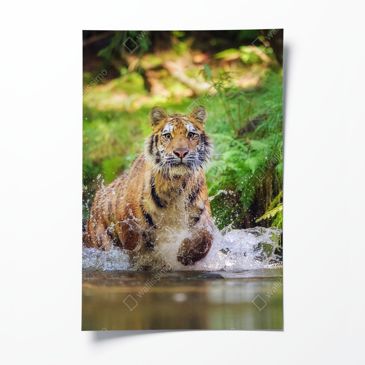 Poster majestic tiger in forest stream