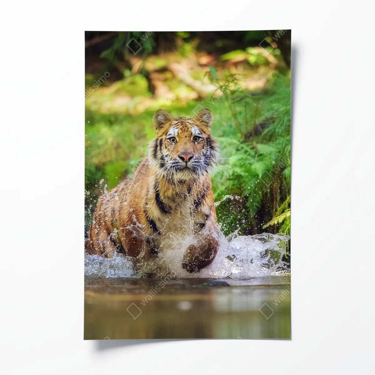 Plakat majestatyczny tygrys w leśnym strumieniu – Wallissimo® Plakat majestatyczny tygrys w leśnym strumieniu – Wallissimo®