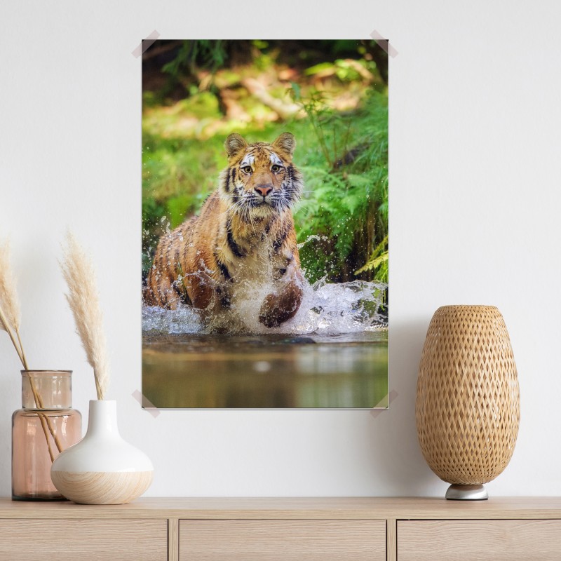 Plakat majestatyczny tygrys w leśnym strumieniu – Wallissimo® Plakat majestatyczny tygrys w leśnym strumieniu – Wallissimo®