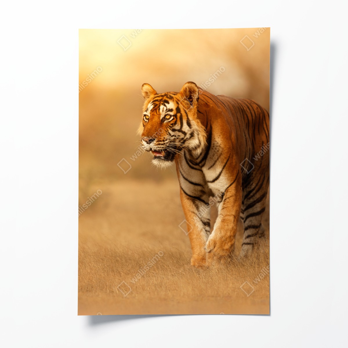 Poster majestic tiger in golden light