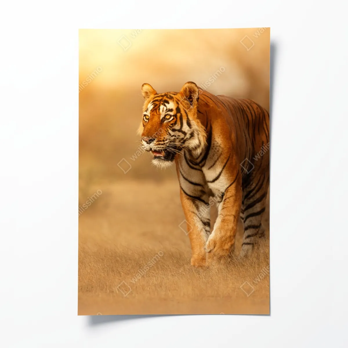 Plakat majestatyczny tygrys w złotym świetle – Wallissimo® Plakat majestatyczny tygrys w złotym świetle – Wallissimo®