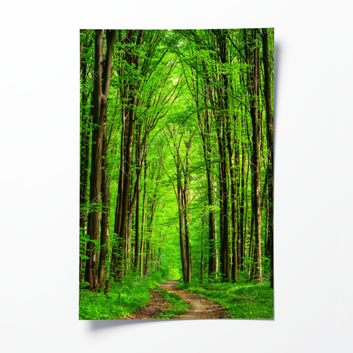 Poster lush green forest pathway