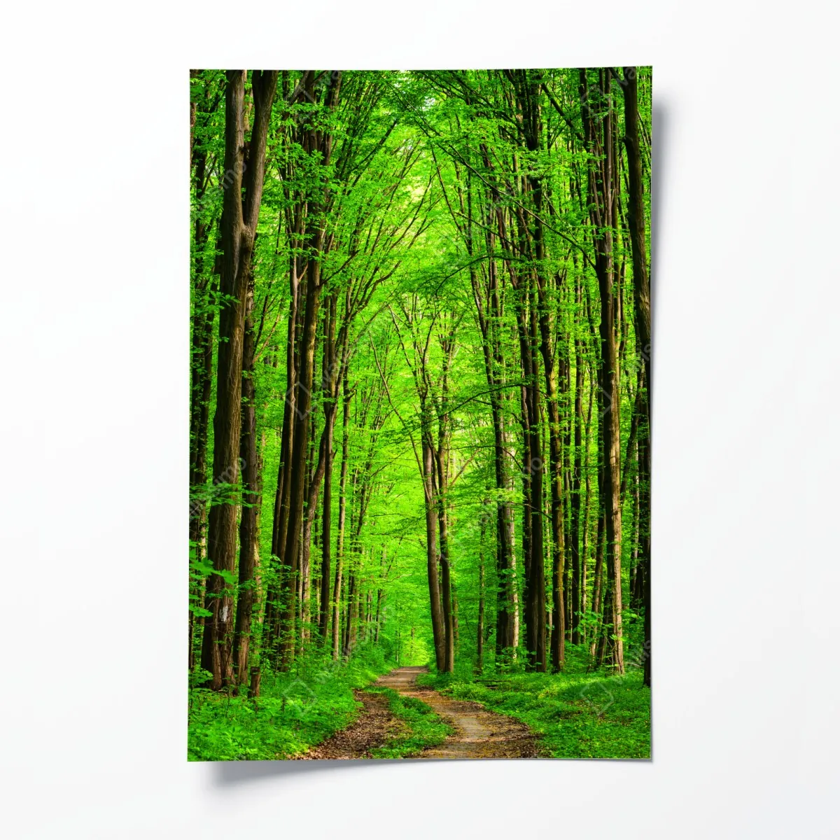 Plakat bujna zielona leśna ścieżka – Wallissimo® Plakat bujna zielona leśna ścieżka – Wallissimo®