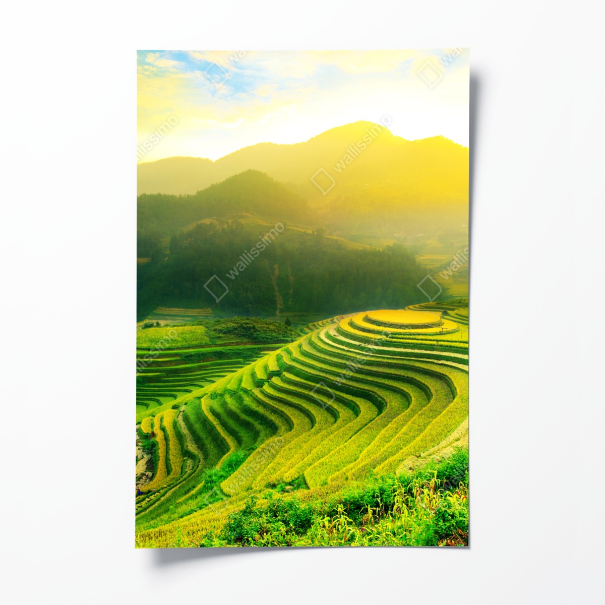 Poster golden terraced rice fields at sunrise