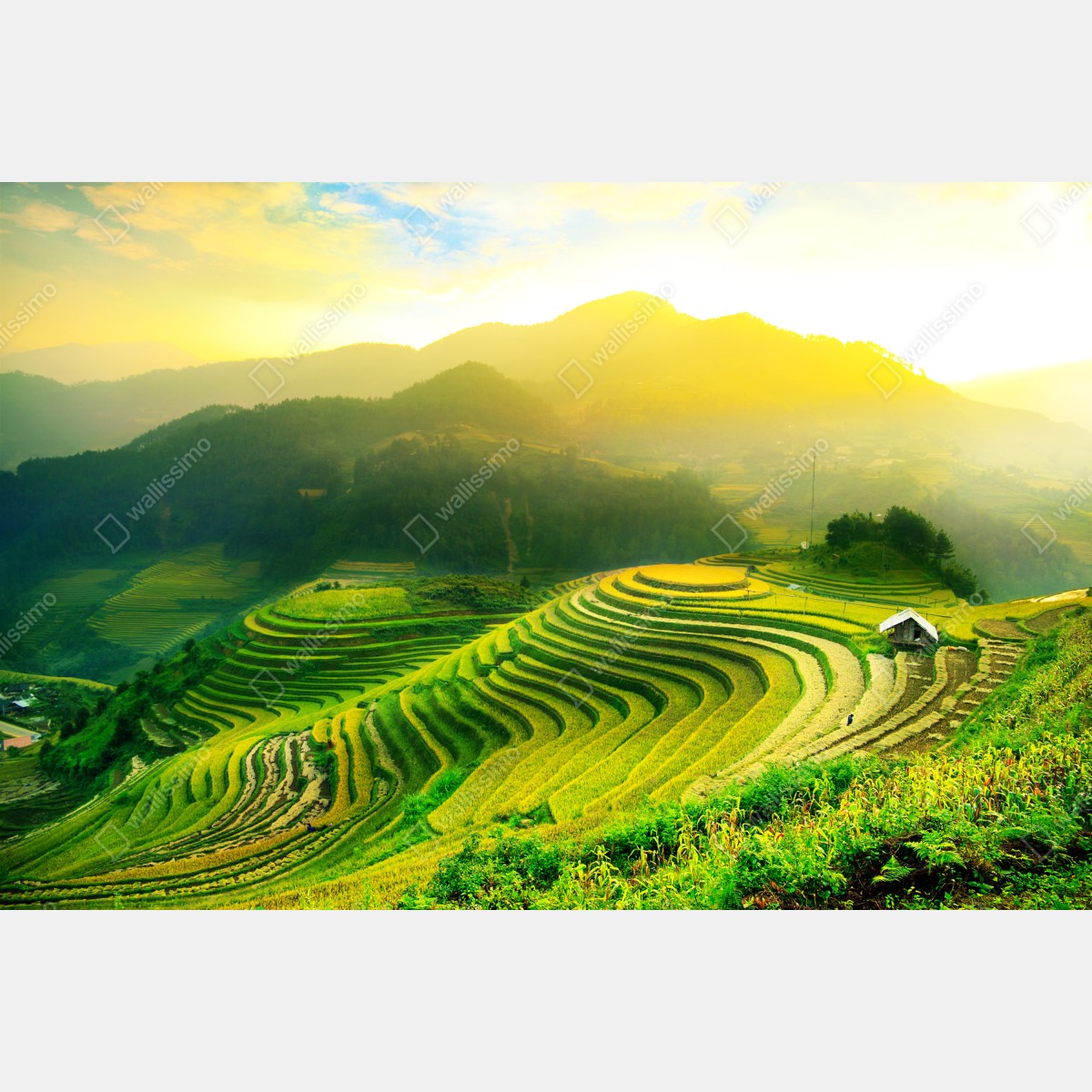 Plakat złote tarasy ryżowe o wschodzie słońca – Wallissimo® Plakat złote tarasy ryżowe o wschodzie słońca – Wallissimo®