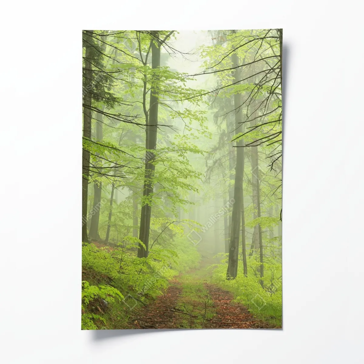 Plakat mglisty zielony leśny szlak – Wallissimo® Plakat mglisty zielony leśny szlak – Wallissimo®