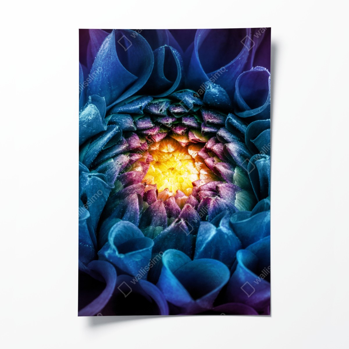 Poster vibrant blue chrysanthemum close-up